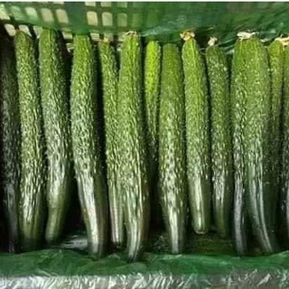 DƯA CHUỘT NHẬT HẠT LÉP F1