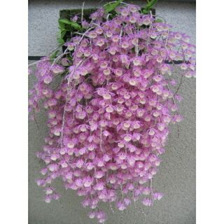 Hạc vĩ thuần vườn