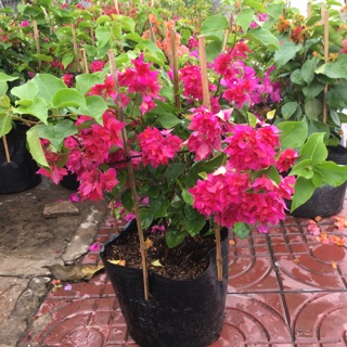 Giấy thái hoa kép siêu hoa