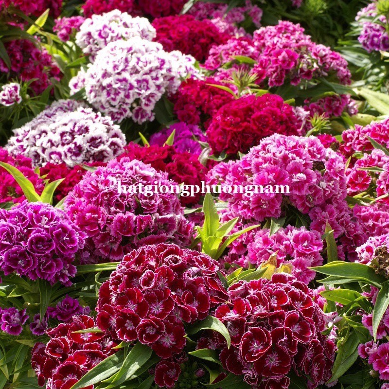 HẠT GIỐNG HOA CẨM CHƯỚNG MIX