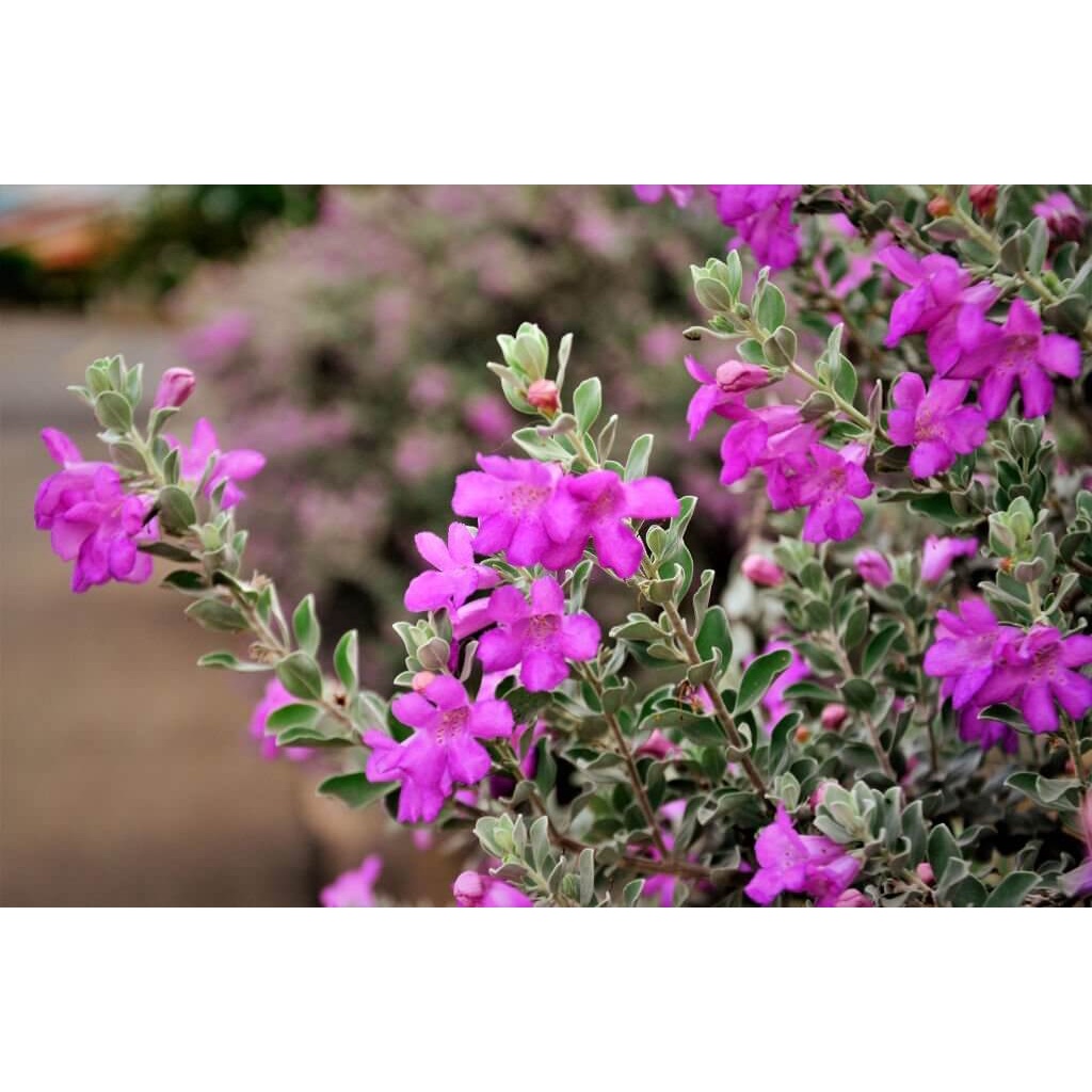 Cây Leucophyllum frutescens Pink Snow (Tuyết Sơn Phi Hồng) cao 25cm chậu nhựa 10cm