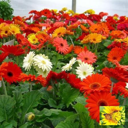 Gói 100 Hạt Giống Hoa Đồng Tiền Kép Lùn - Mix (Gerbera)