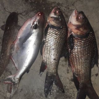 TINH MÙI CÂU CÁ HƯƠNG SẦU RIÊNG