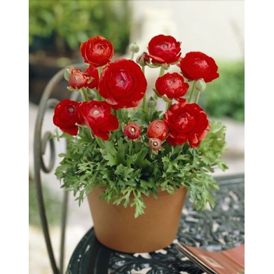 Củ giống hoa hồng mao lương hoa màu đỏ - Kèm viên nén sơ dừa ươm - 1 củ