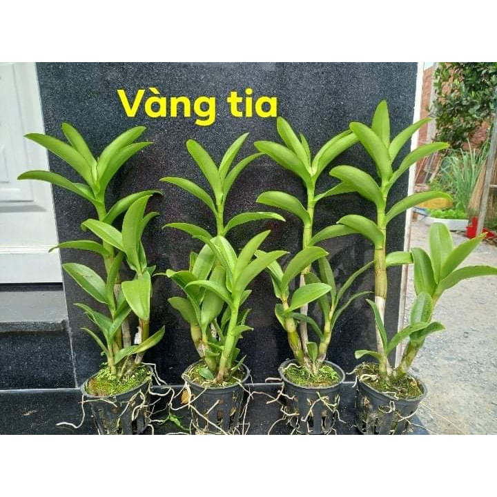 Denro vàng tia