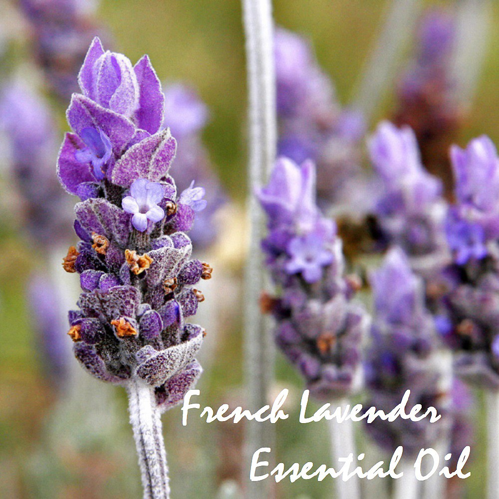 Tinh dầu oải hương Pháp French Lavender Essential Oil (Lavandula dentata)
