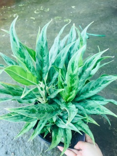 CÂY GIỮ TIỀN GIỐNG MỚI