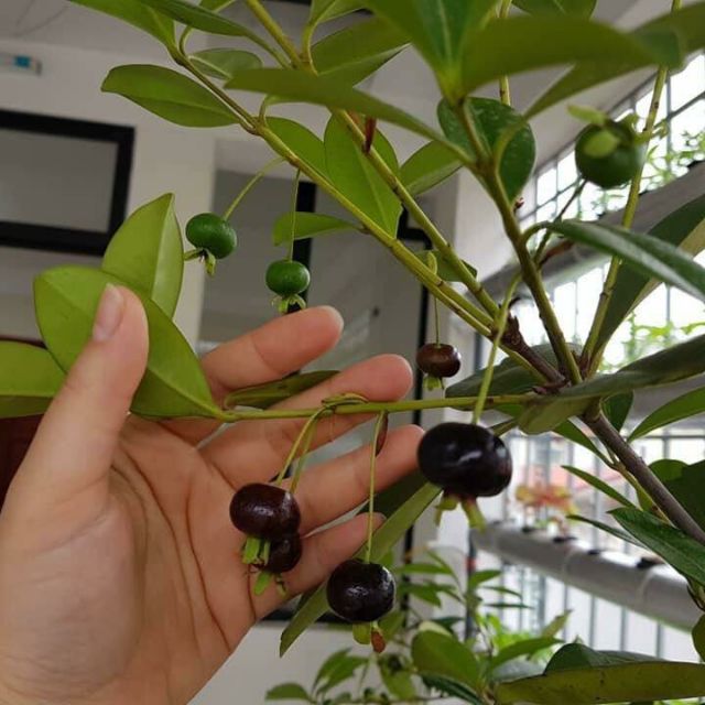 Combo chery táo đỏ nho thán gỗ