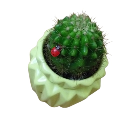 Cây cảnh mini, xương rồng mix, bonsai mini để bàn làm việc