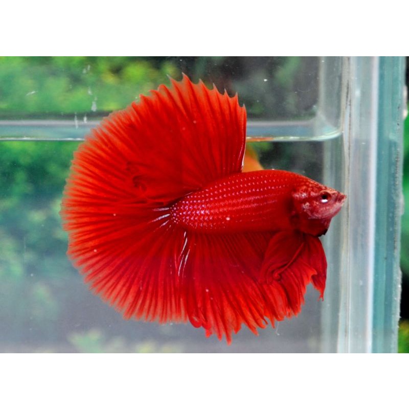 CHỈ SHIP MIỀN BẮC - Cá BETTA Halfmoon Super Red (1 Trống)