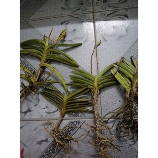 Lan hỏa hoàng cam