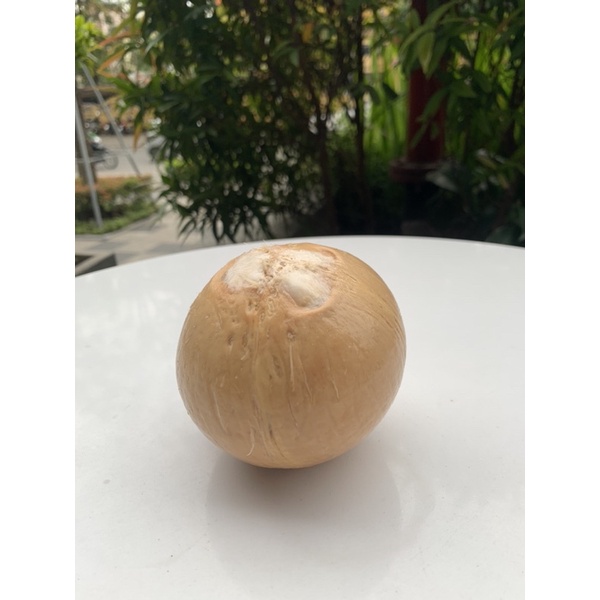 Dừa Xiêm Trọc Bến Tre Xuất Khẩu 480-600gram