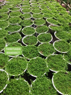Cây thủy sinh Trân châu Ngọc trai
