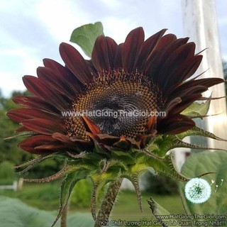 50h Hạt Giống Hoa Hướng Dương Cắt Cành Đỏ Đô TG64 (TLB2| -KD: B2*V61)