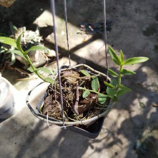 Phi Điệp ( Giã Hạc ) Hồng Xước cây ki 52 ( 2-3 cây/chậu)