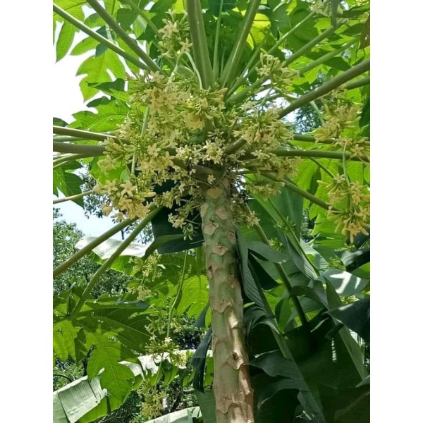 Hạt giống đu đủ đực siêu hoa 15 hạt