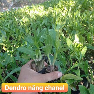 dendro nắng chanel siêu thơm