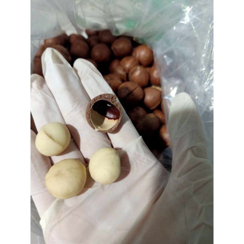 [Mã 267FMCGSALE giảm 8% đơn 500K] 500g HẠT MACA DAKLAK (túi hút ck) | BigBuy360 - bigbuy360.vn