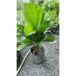 Cây Kẹ Nhật ( Cây Cọ Nhật)