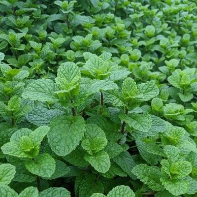 Phân bón lá Siêu tốc 20g, tươi đẹp như mơ, hiệu quả bất ngờ