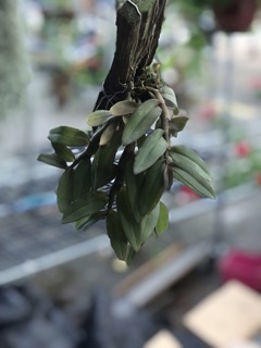 Lan trầm lai phi điệp