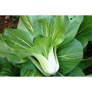 Hạt giống rau Cải chíp xanh