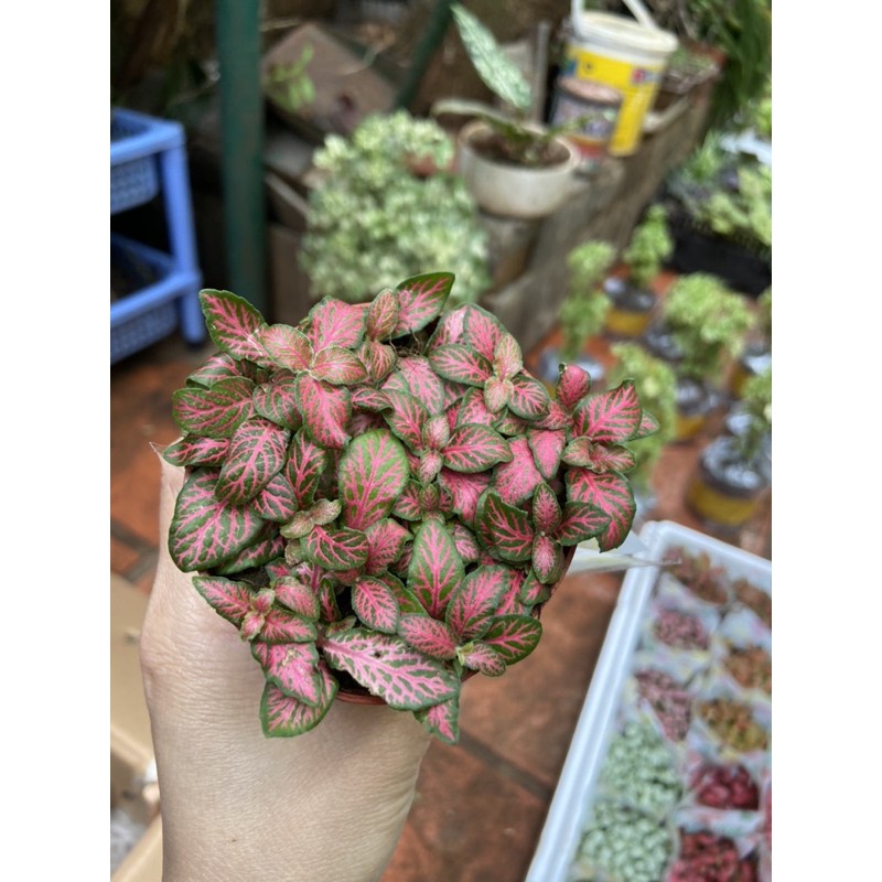 Cây cẩm nhung Fittonia, lá may mắn nhiều màu đa dạng