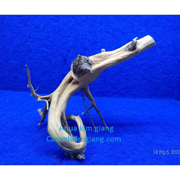 Lũa hải sa quỳ cao cấp cho bể cá Thủy sinh