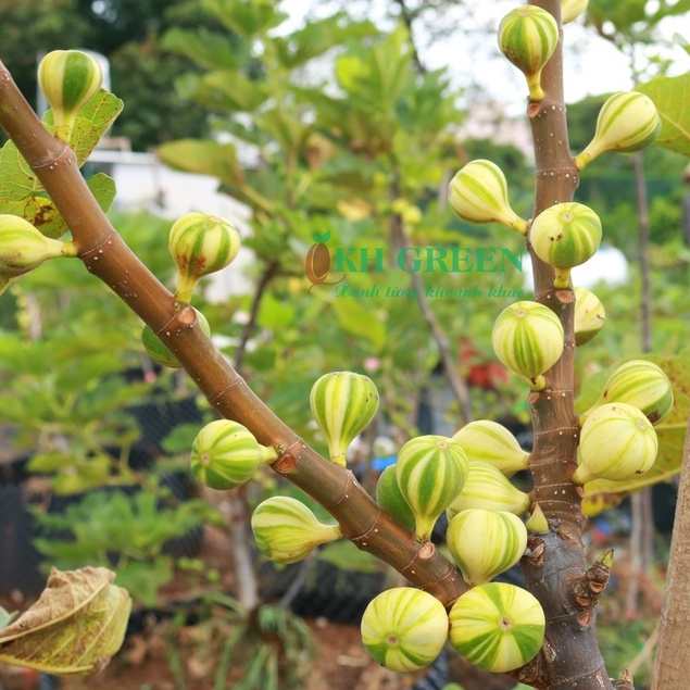 Cây giống Sung Mỹ BNR - Bordissot Negra Rimada