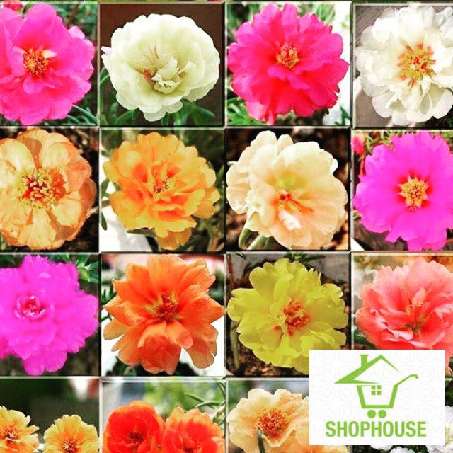 shophouse 200 Hạt giống hoa mười giờ kép nhiều màu SHOP HOUSE TẾT KHUYẾN MẠI
