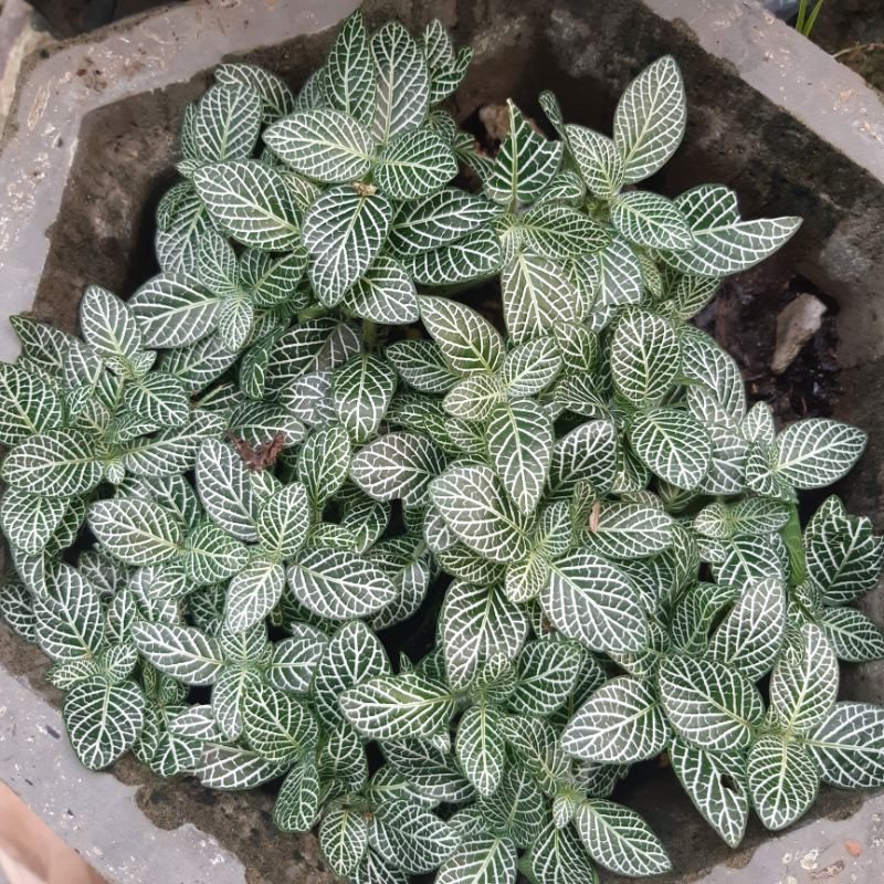 cây cẩm nhung (4_5 cành)