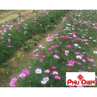 Gói 100 hạt giống cúc cánh bướm mix ( Sao nháy mix)  PHÚ ĐIỀN