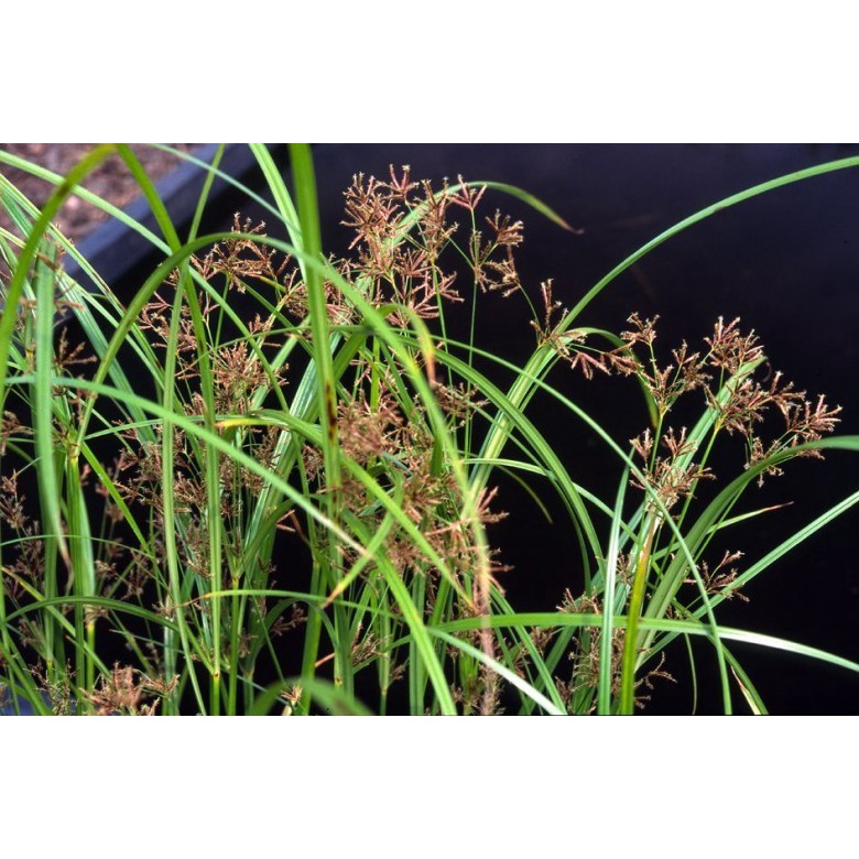 1 kg thân lá cây Cỏ Gấu tươi