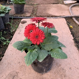 Cây hoa đồng tiền lùn cực sai hoa, hoa nở rực rỡ và nhiều màu sắc, cây phong thuỷ trồng trang trí gia đình, sân vườn