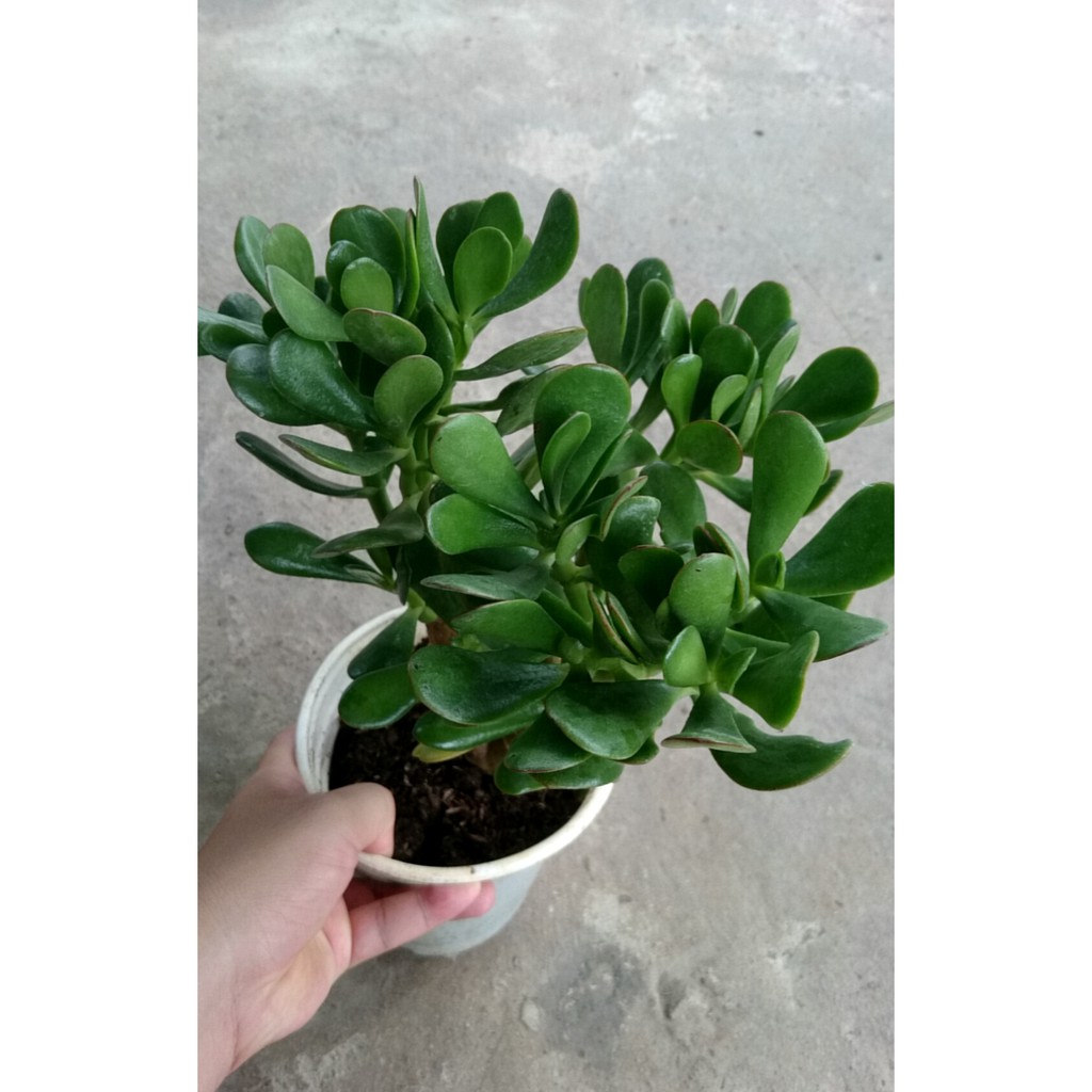 Cây Ngọc Bích  - cây cảnh để bàn