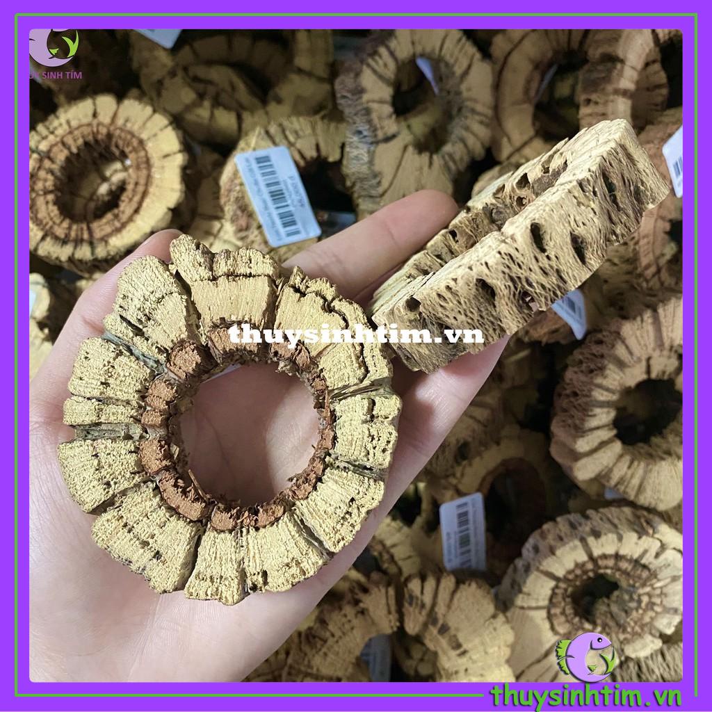 Lũa Teddy Bear Cholla Cho Tép Cảnh (Cắt Khúc)