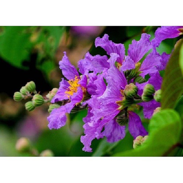 CÂY GIỐNG BẰNG LĂNG TÍM, CAM KẾT CHUẨN GIỐNG F1