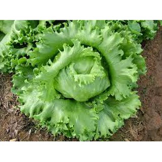 3 gam hạt giống rau xà lách Lettuce-BATAVIA-MINETTO