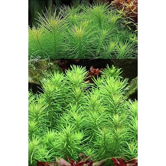 Pogostemon Erectus - Cây Liễu Bông - Cây Thuỷ Sinh