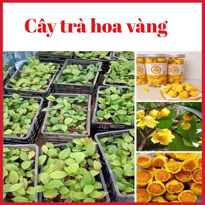 Cây trà hoa vàng ( cây dược liệu) cao 20cm gieo hạt (ảnh thật hình cuối)