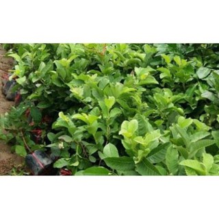 Cây ổi nữ hoàng 25K