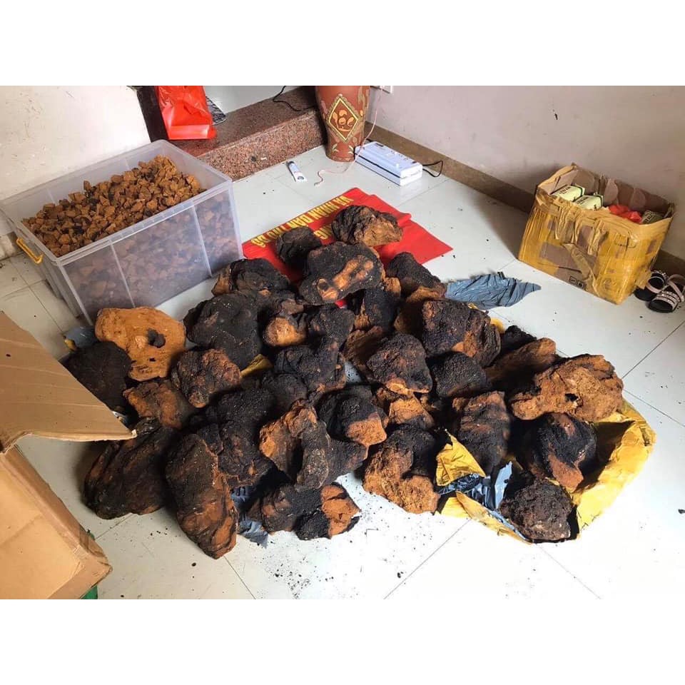 Nấm Chaga Nga  loại 1