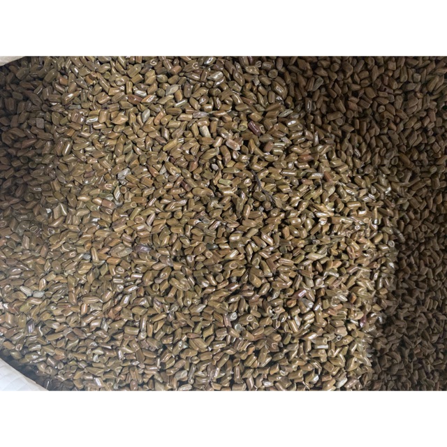 Hạt muồng xúc cát