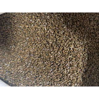 Hạt muồng xúc cát