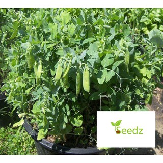 20 gram đậu hà lan ăn lá siêu ngọn VINMARK HẠT GIỐNG