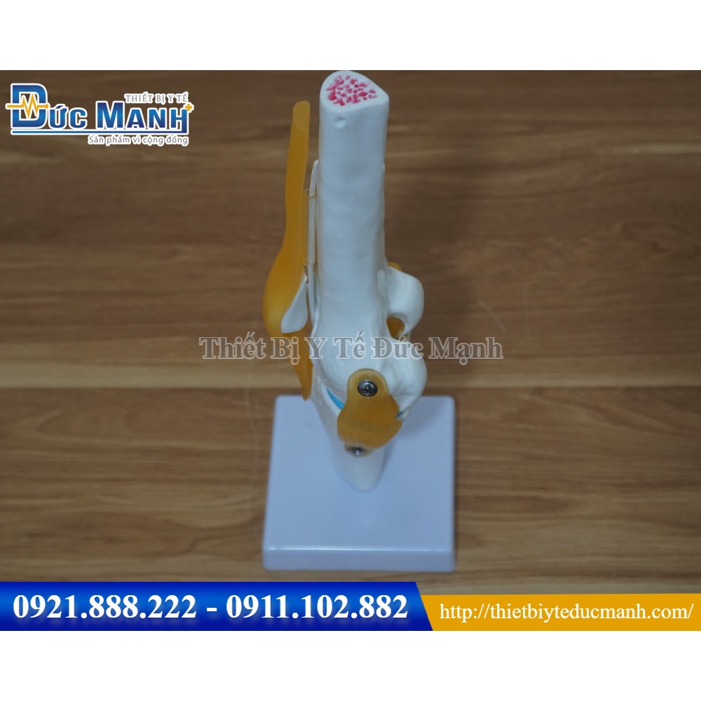 Mô hình giải phẫu khớp gối