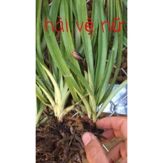 Combo 5 Cây giống lan hài vệ nữ