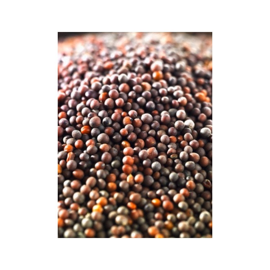 Hạt giống rau mầm cải ngọt