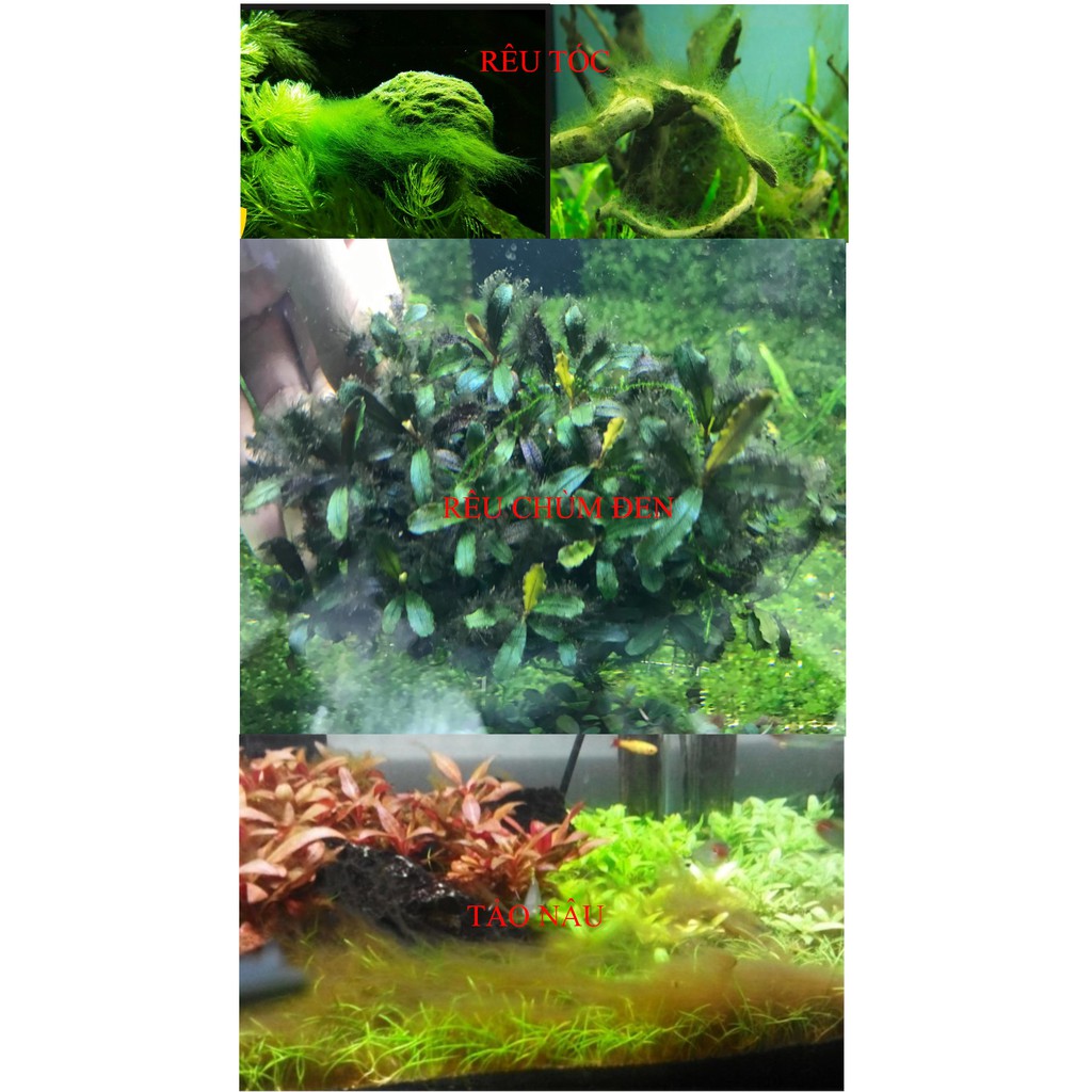 Diệt rêu hại chùm đen, rêu các loại và rêu tóc hồ thủy sinh NUPHAR, VUI LÒNG XEM KỸ MÔ TẢ ĐỂ CHỌN ĐÚNG MÃ HÀNG