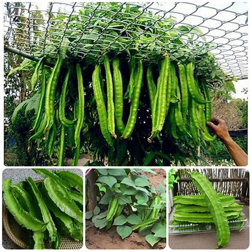 [Bán sỉ] - Hạt giống đậu rồng (đậu khế) cao sản